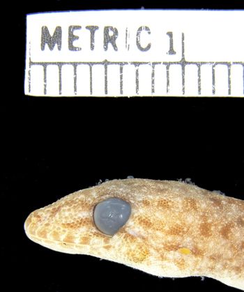 Media type: image;   Herpetology R-158548